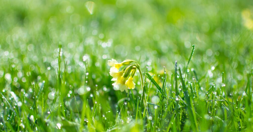 遅咲きで人生の花を咲かせた人の希望に満ちたイメージ画像
