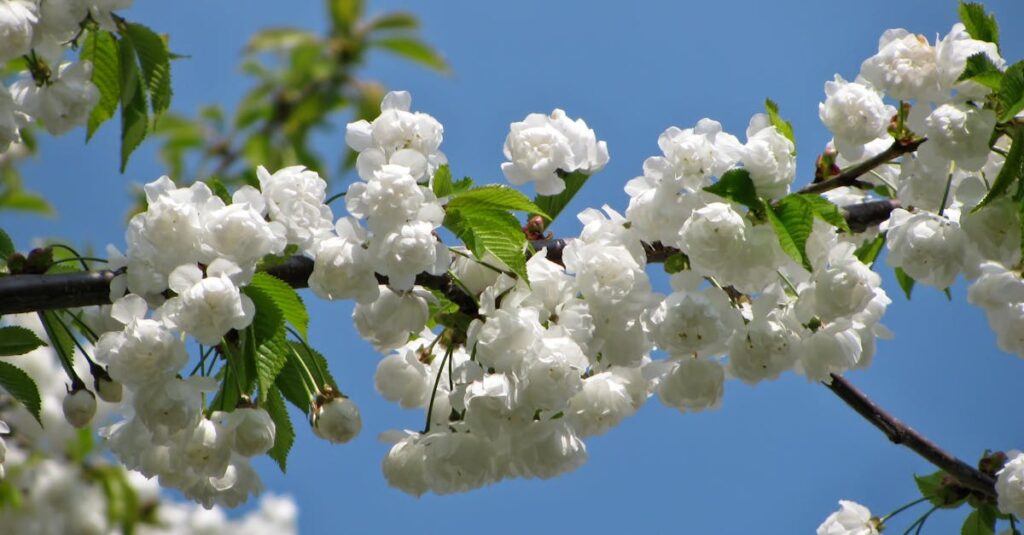 遅咲きで人生の花を咲かせた人の希望に満ちたイメージ画像